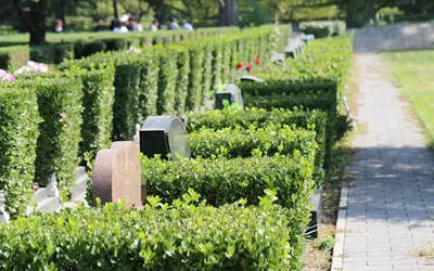 昆明墓地是如何种植植被的