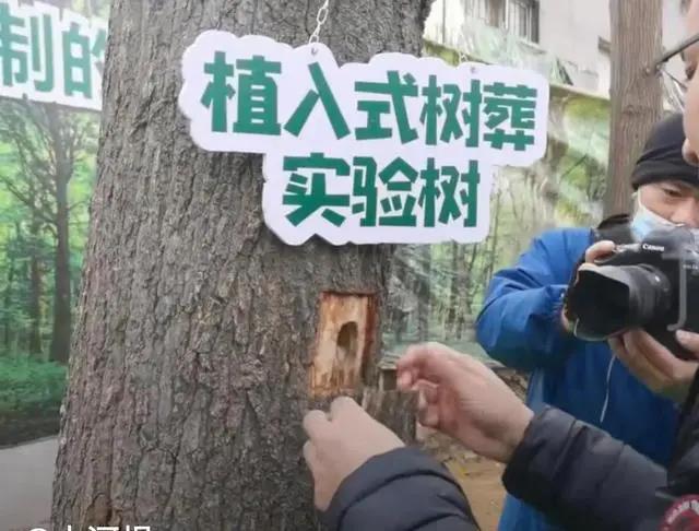 新型植入式树葬