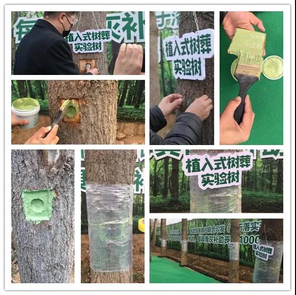 新型植入式树葬