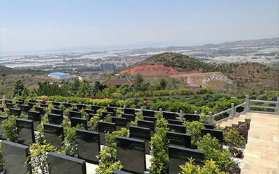 公墓信息网分析为什么公墓选择要远离树根