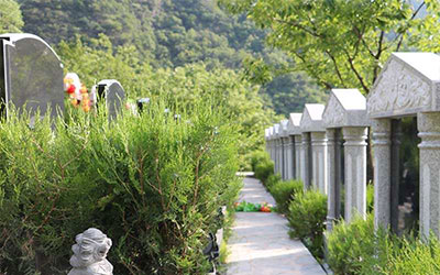 公墓信息网分析为什么选择公墓要远离树根