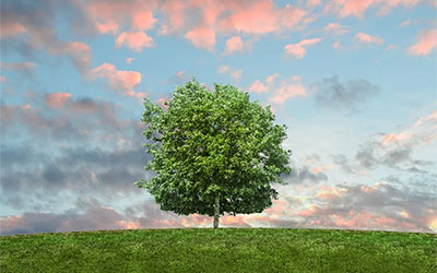 殡葬改革绿色发展