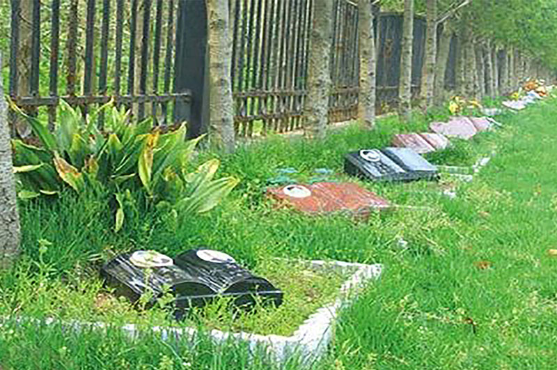 树葬或将成为传统殡葬方式的主要改革