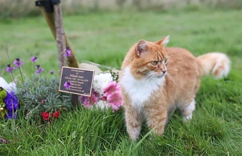 墓地里一位优雅的猫咪礼仪师