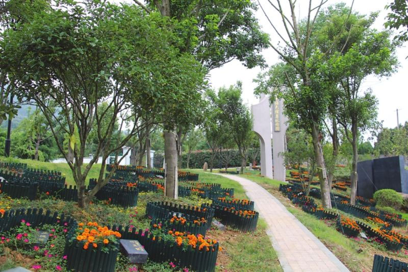 公墓信息网:择墓之树木篇