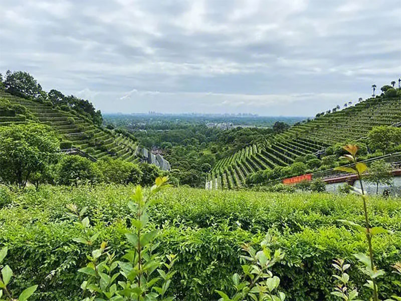 购买墓地需要什么证件