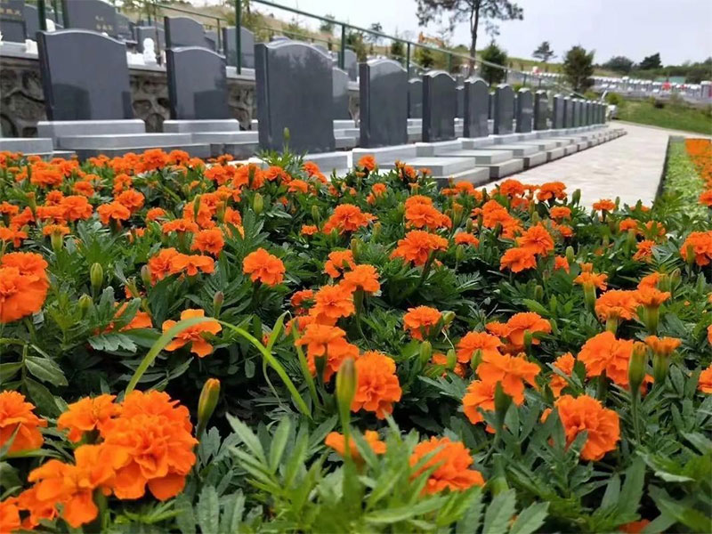 怎么在墓园内挑选好的墓地