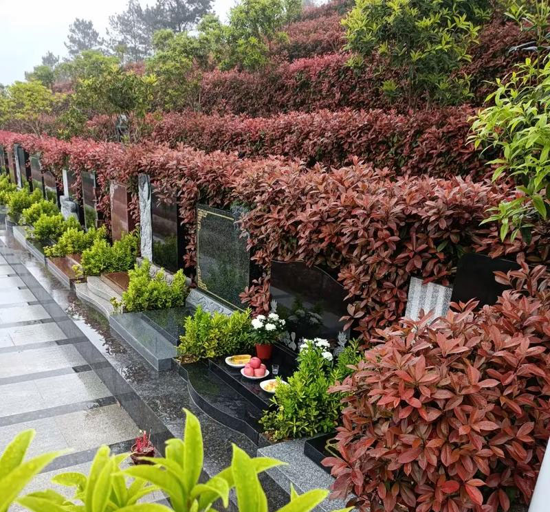 选墓地必看：5招避坑，省心又省钱