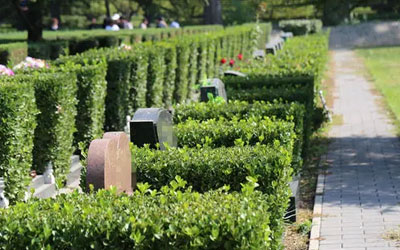 植物如何影响墓地的风水？