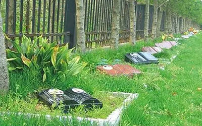 树葬一般什么形式？树葬需要啥手续？