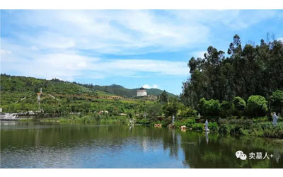 传统立碑和树葬哪个好？