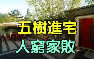 风水先生告诫儿子：“五树进宅，人穷家败”是什么意思？指得哪五种树？