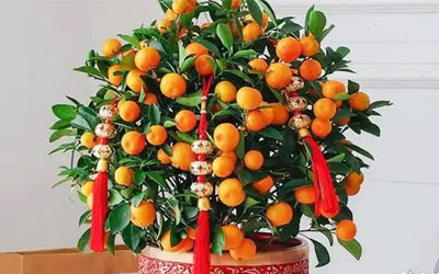 盘点植物风水，看这5点就够了