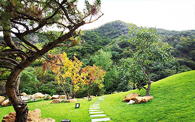 如果要在陵园公墓里种树是有很多讲究的