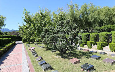 您知道什么是现代树葬?树葬好不好?