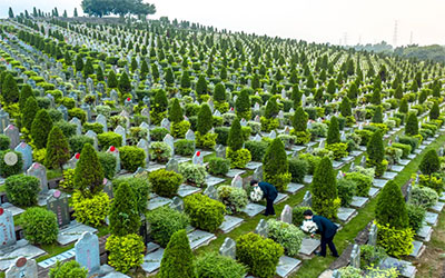 坟墓周边长的植物一般怎么处理为好