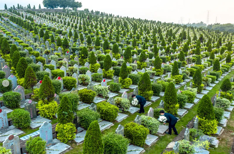坟墓周边长的植物一般怎么处理为好