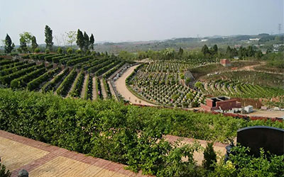 墓园里的植物造景放哪些植物好