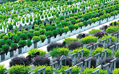 公墓适合种什么树