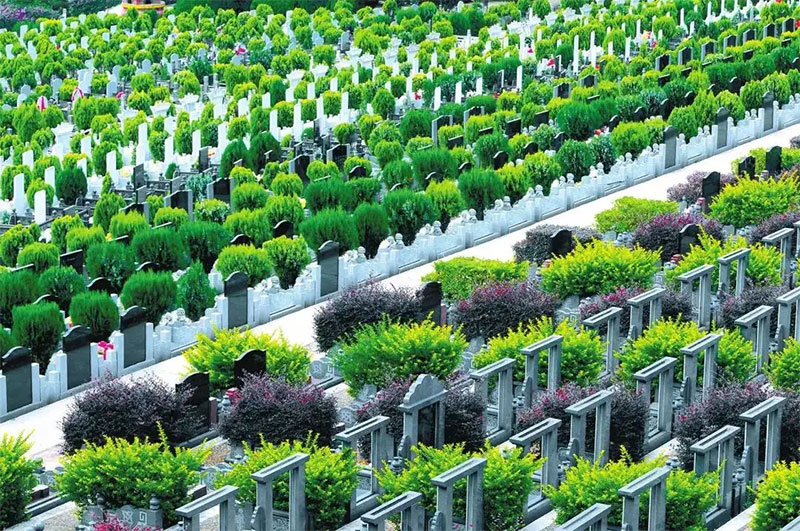 公墓陵园种哪些树好