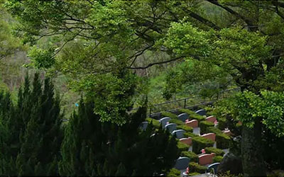 如何通过种树改善墓地风水