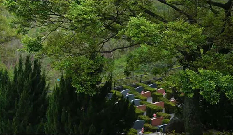 如何通过种树改善墓地风水