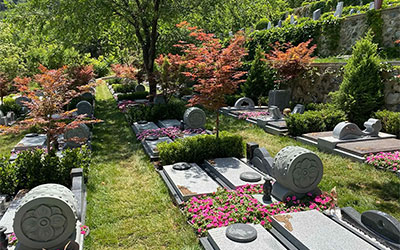 墓旁种树,任其生长不管理的话会有什么后果