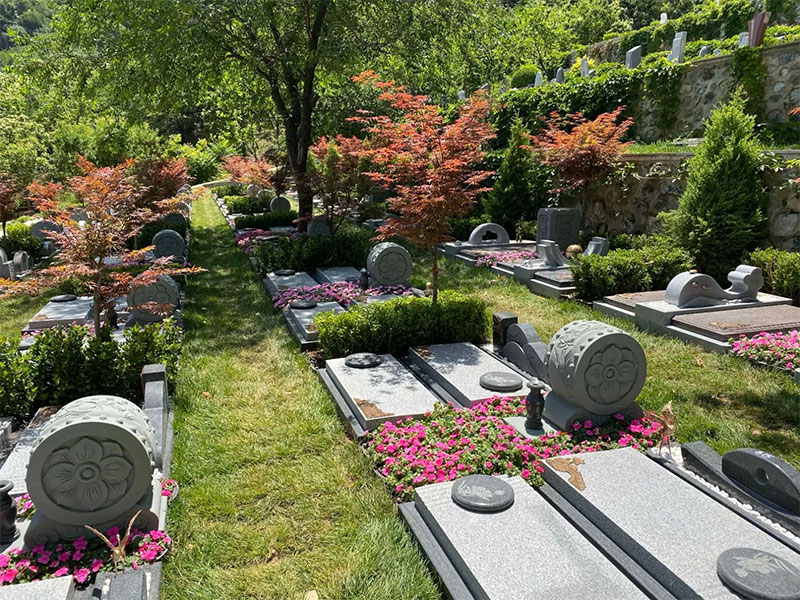 墓旁种树,任其生长不管理的话会有什么后果