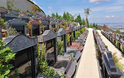 墓旁种树有哪些危害？墓地种树对风水有什么影响呢？