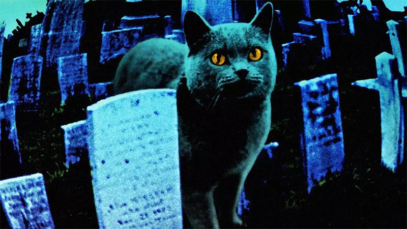 猫与墓地——它们是很忠实的守灵者