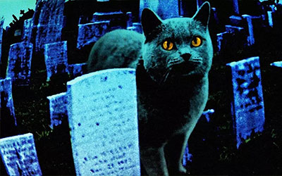 猫与墓地——它们是很忠实的守灵者