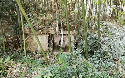 坟头上长竹子能不能砍 坟头风水注意事项