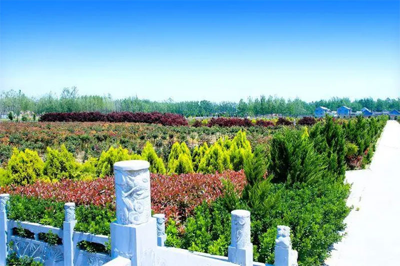 选择家族墓地好还是传统墓地好