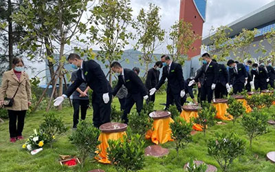 被大部分客户咨询的树葬究竟是什么样的？