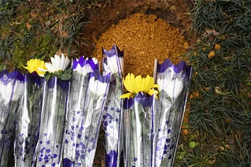 死后变成一棵树，关于生态葬你了解多少
