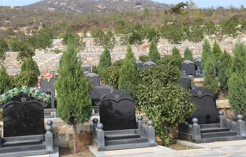 墓地附近种什么树好
