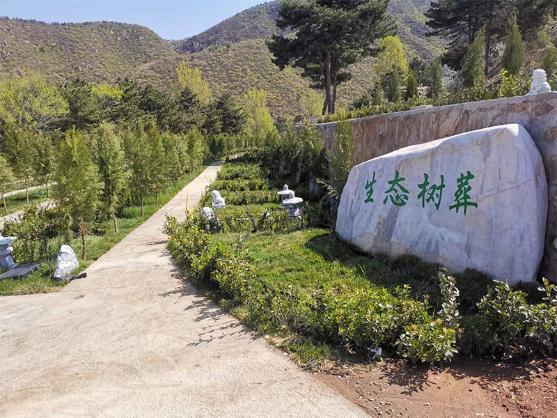 树葬：绿色悼念与生命延续的新方式